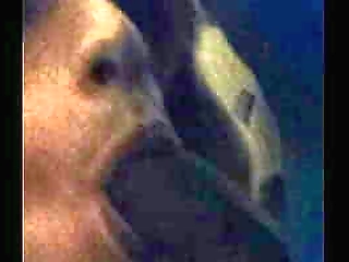 nice tits shemale bianca hills fucking with tony lee