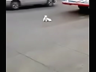 brunette shemale in a hot threesome