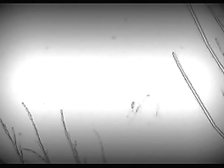 hot brunette tgirl camila de mattos strokes her dick by the pool all alone